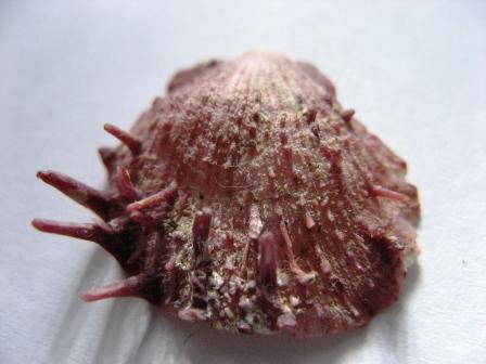 Spondylus che specie?